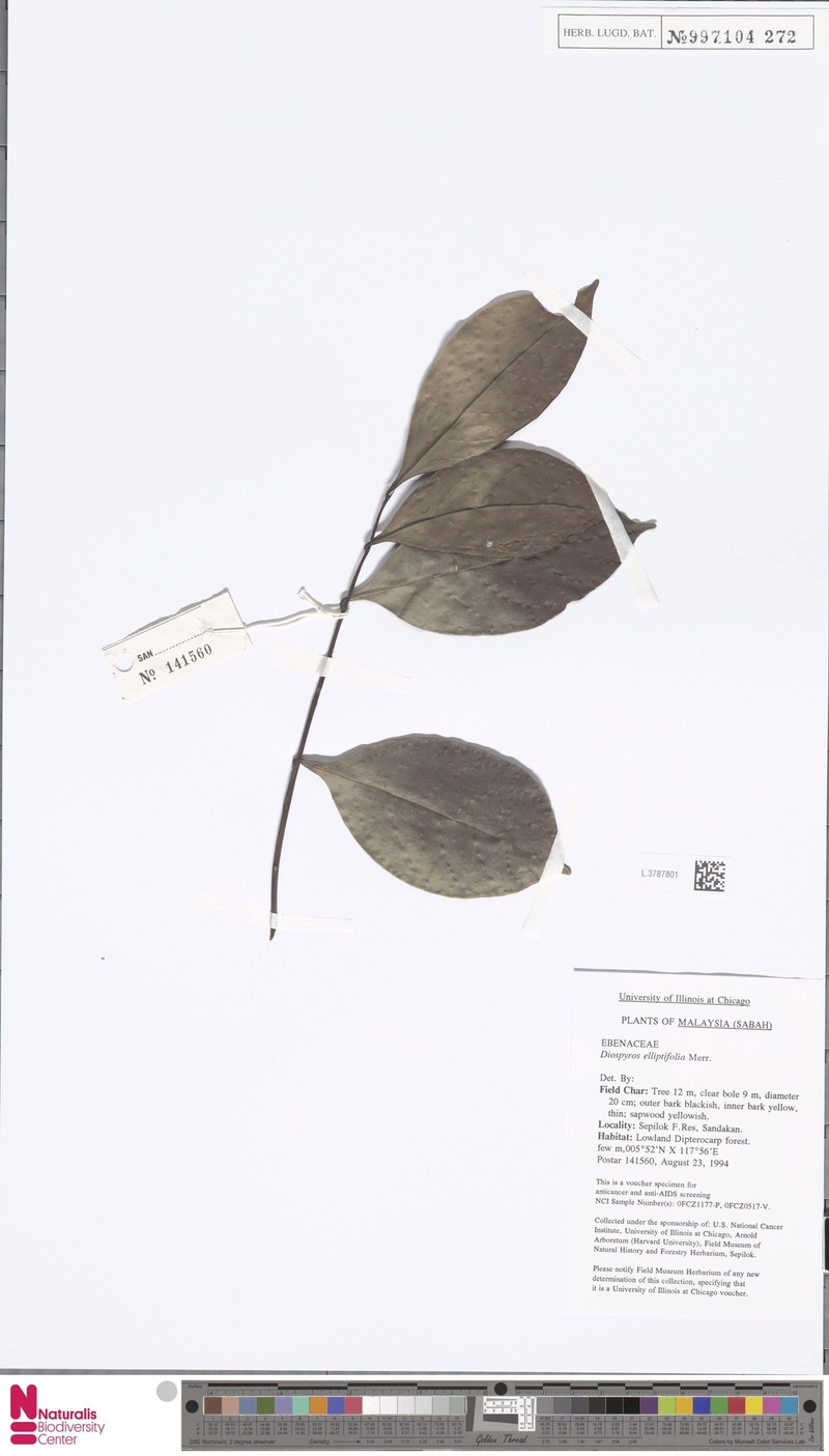 Diospyros elliptifolia photo 6