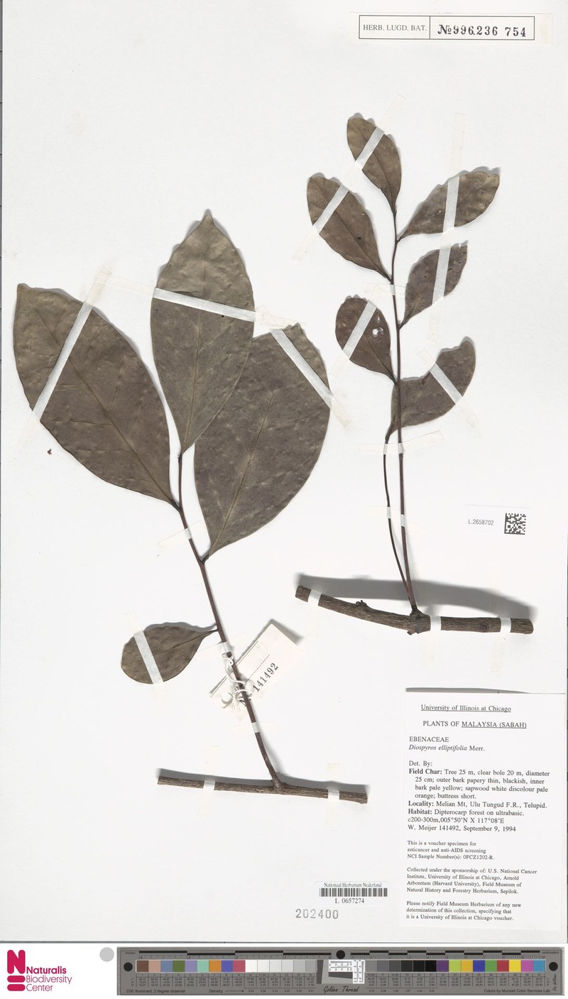 Diospyros elliptifolia photo 7