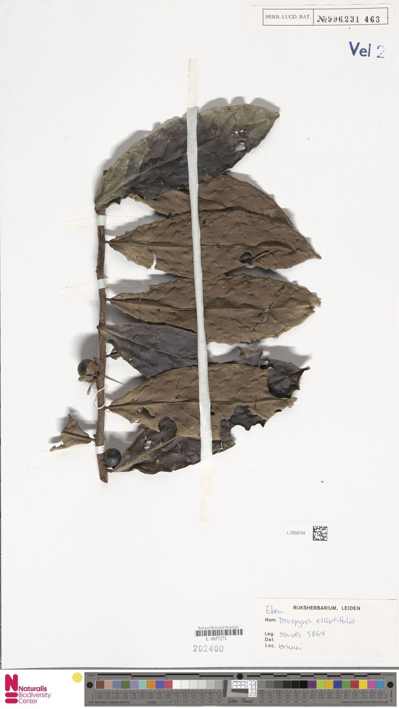 Diospyros elliptifolia photo 8