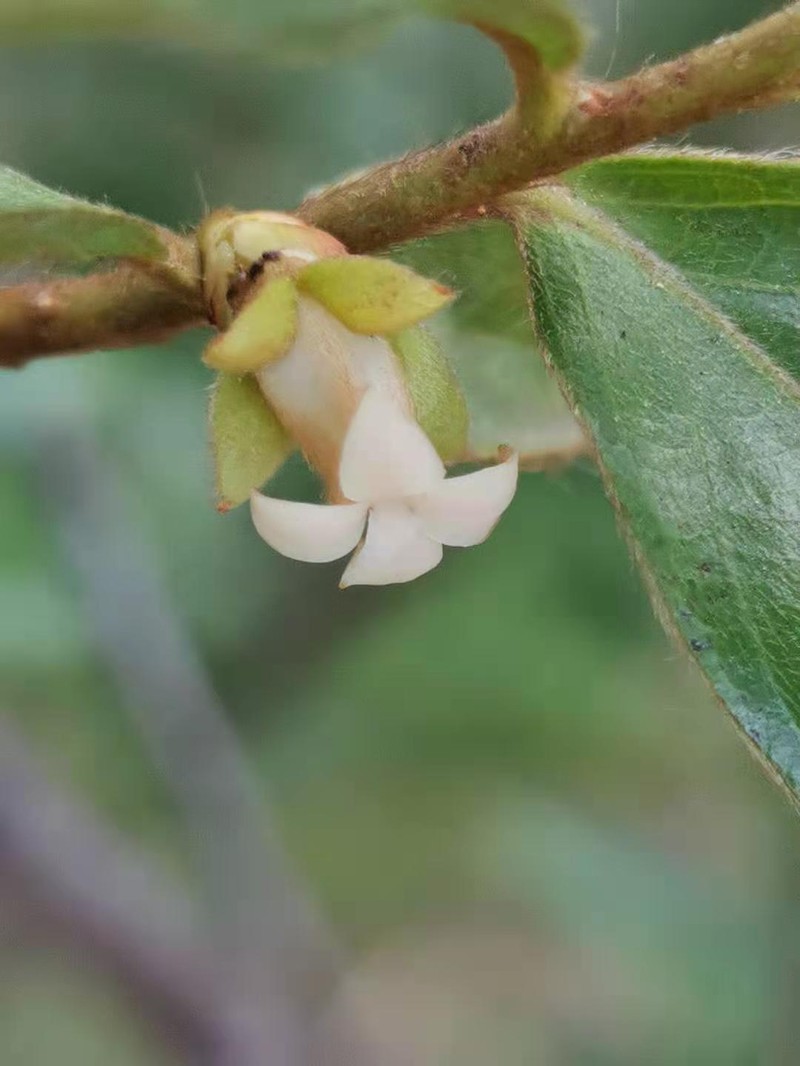 Diospyros eriantha