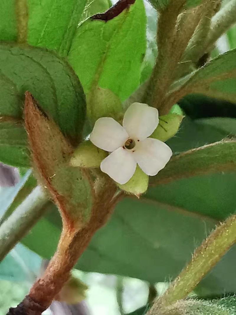 Diospyros eriantha photo 2