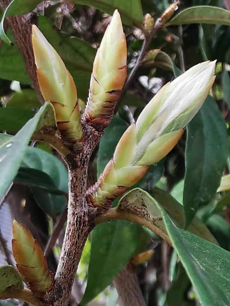 Diospyros eriantha photo 3