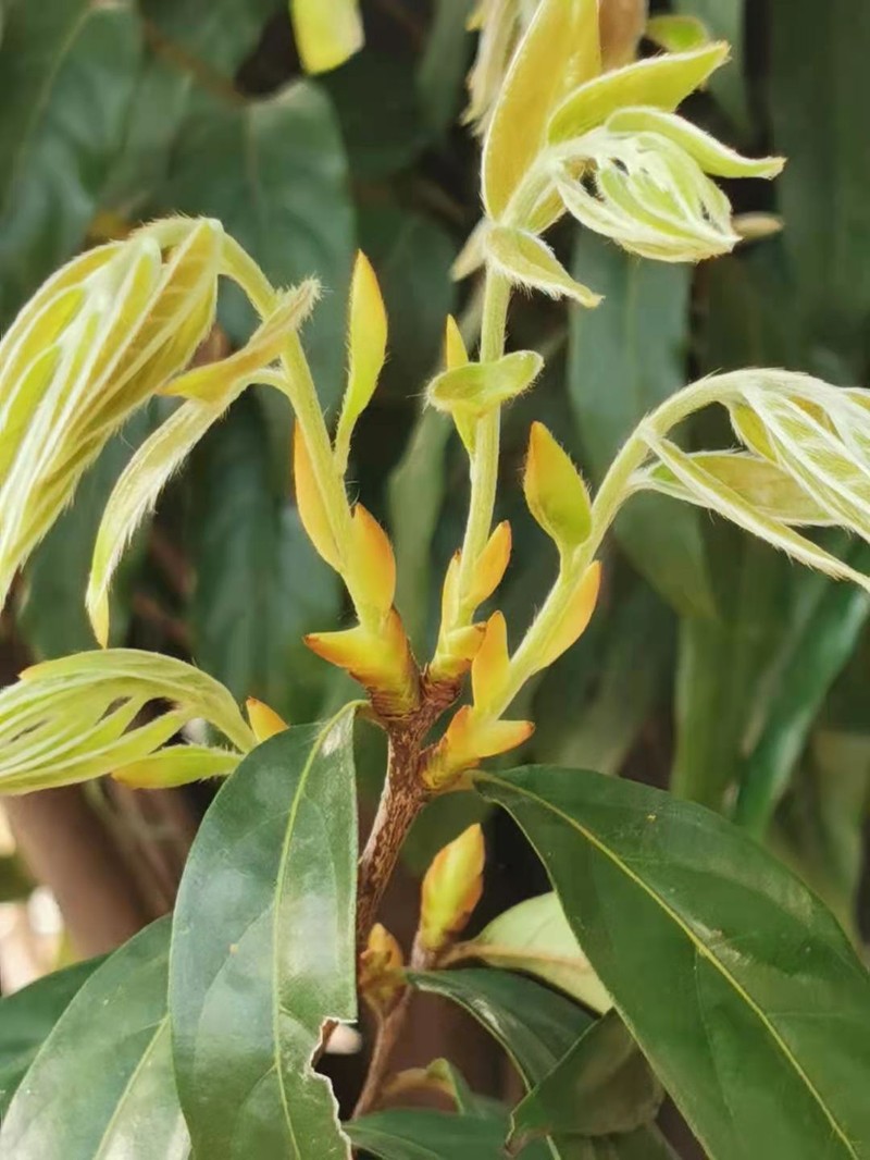 Diospyros eriantha photo 4