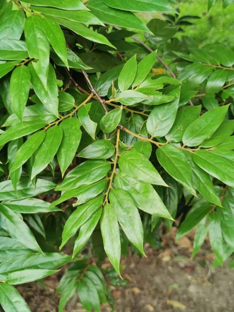 Diospyros eriantha photo 5