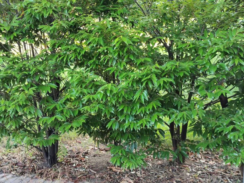 Diospyros eriantha photo 6