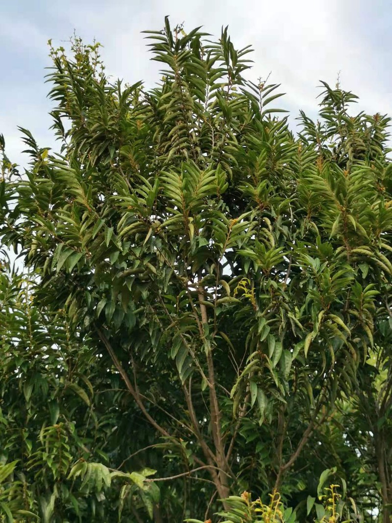 Diospyros eriantha photo 7