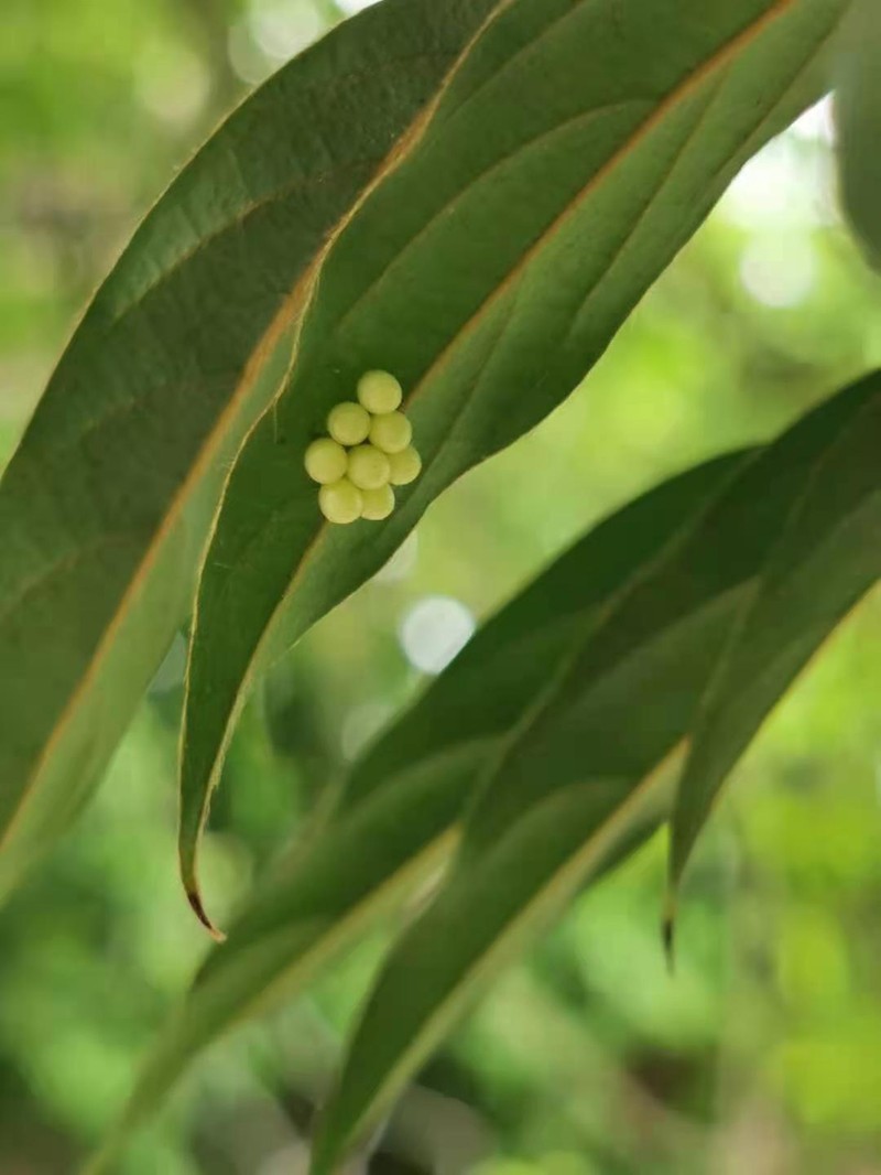 Diospyros eriantha photo 8