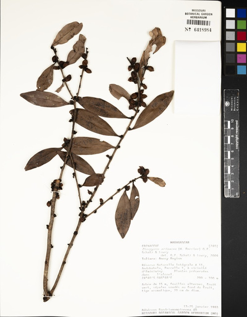 Diospyros erinacea