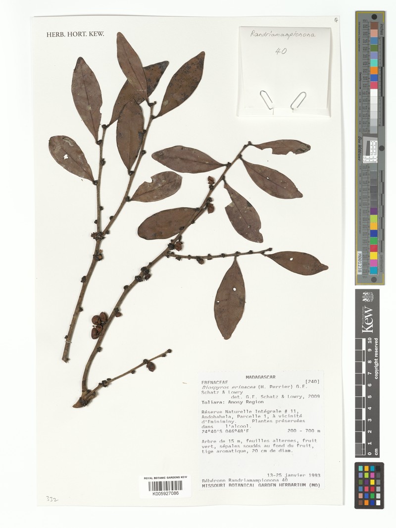 Diospyros erinacea photo 2