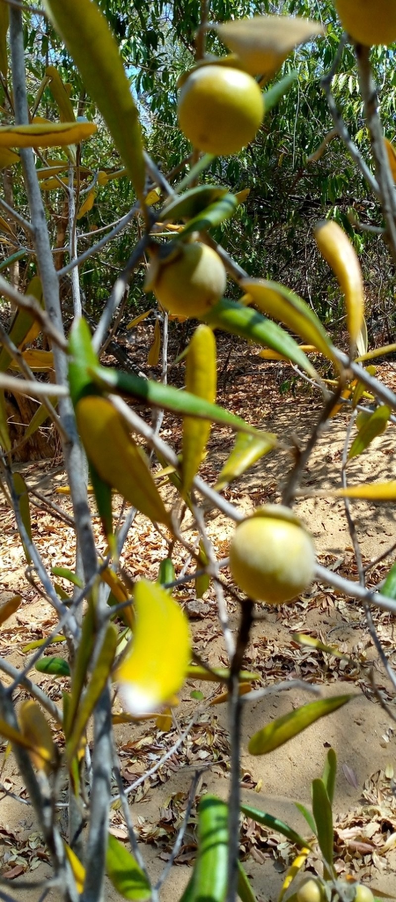 Diospyros erythrosperma photo 2