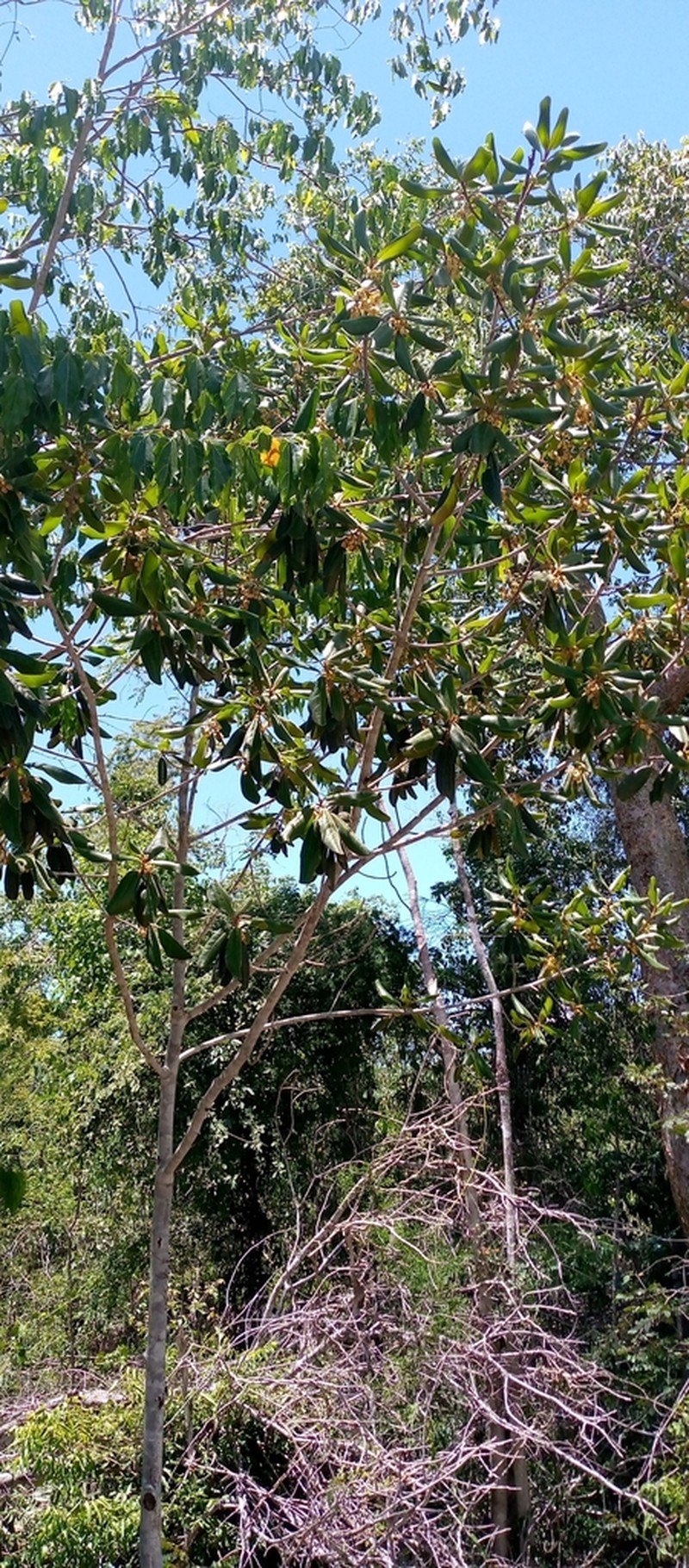 Diospyros erythrosperma photo 3