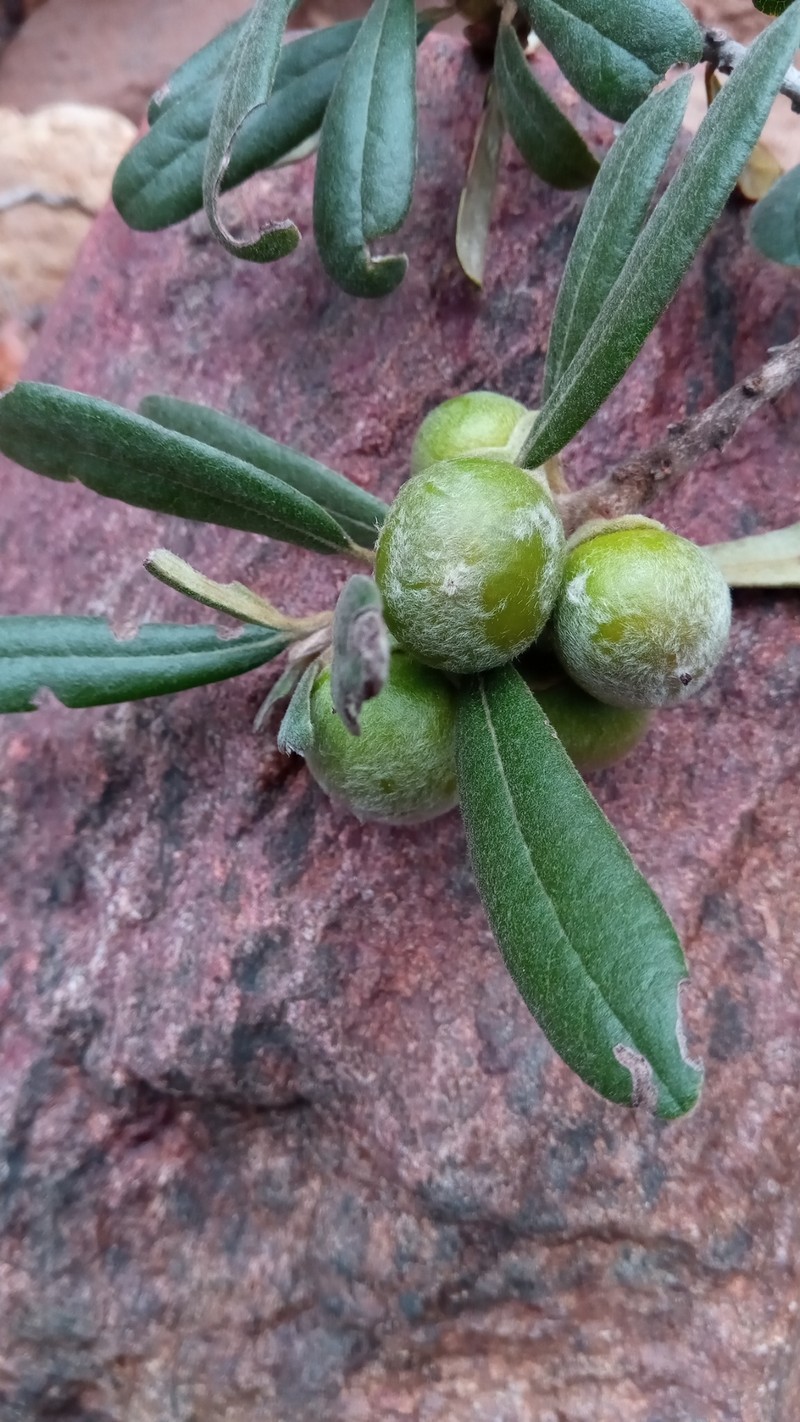 Diospyros erythrosperma photo 4