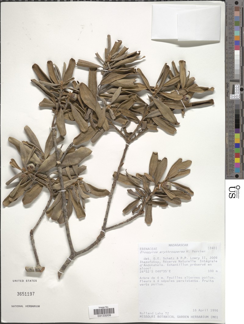 Diospyros erythrosperma photo 5