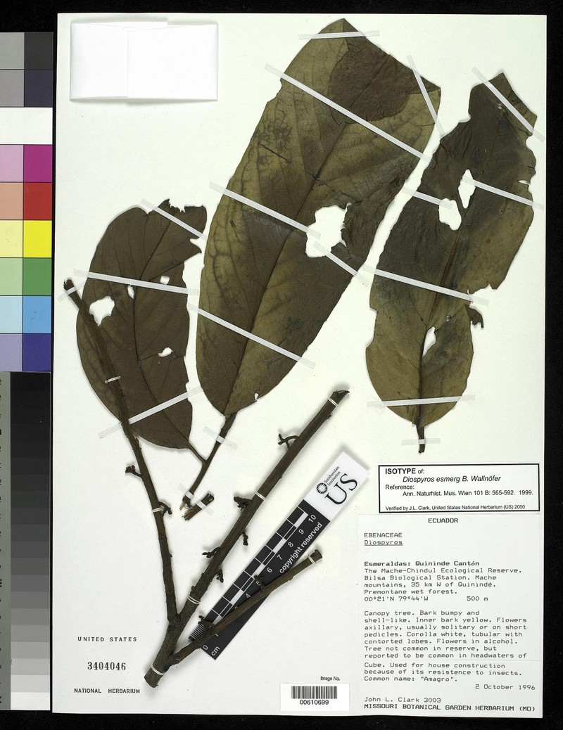 Diospyros esmereg photo 2