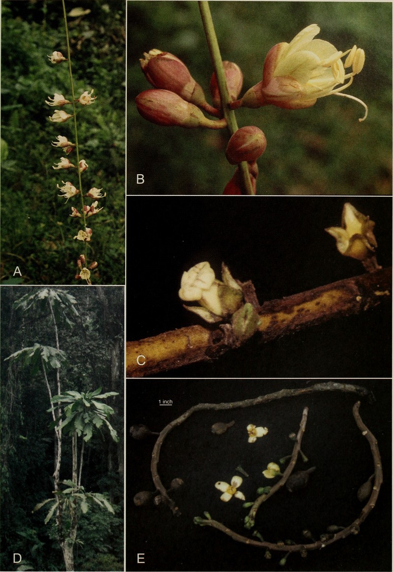 Diospyros esmereg