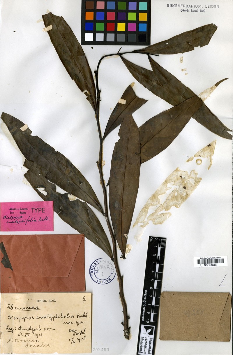 Diospyros eucalyptifolia
