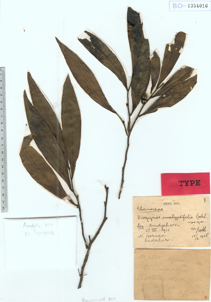Diospyros eucalyptifolia photo 2