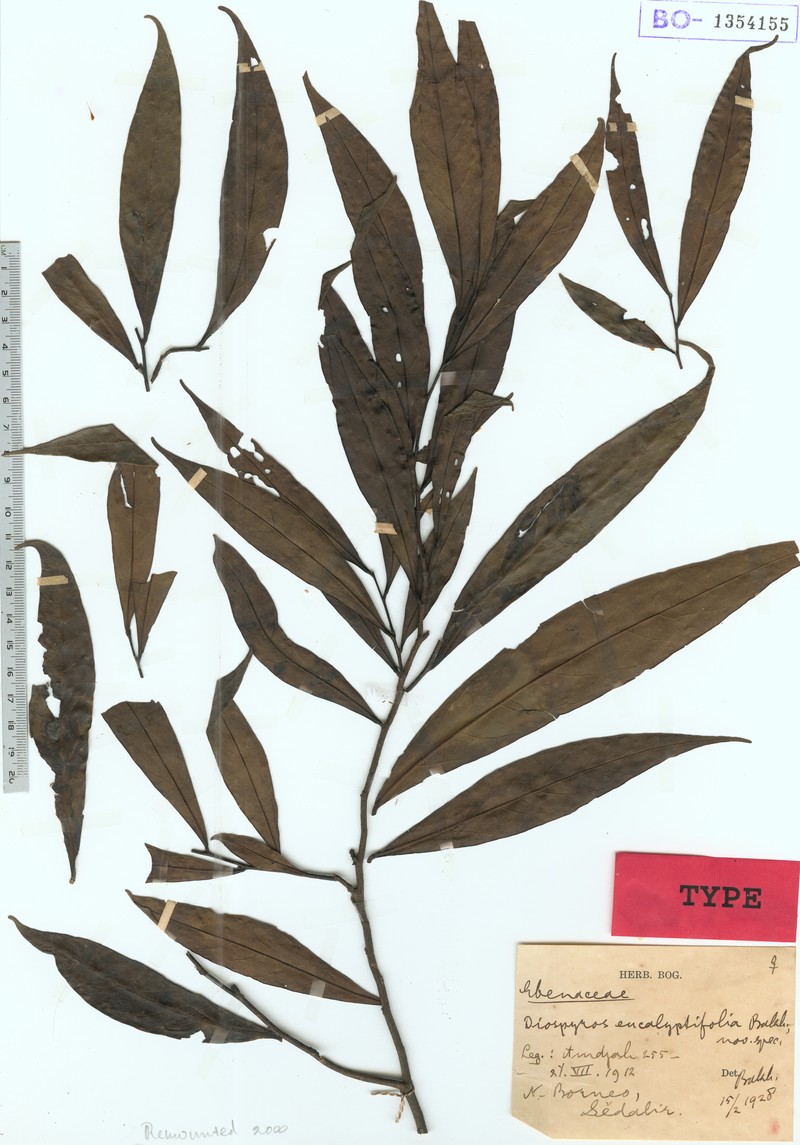 Diospyros eucalyptifolia photo 3