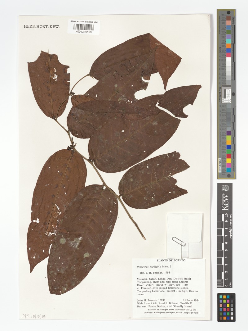 Diospyros euphlehia