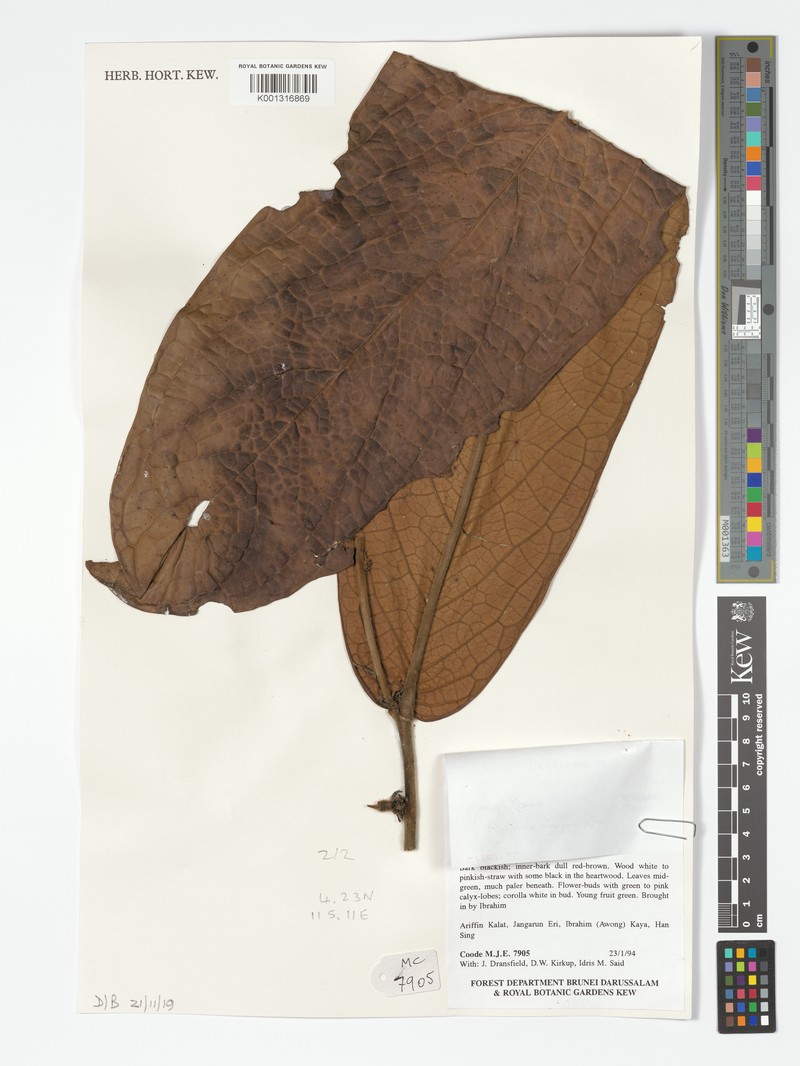 Diospyros euphlehia photo 2