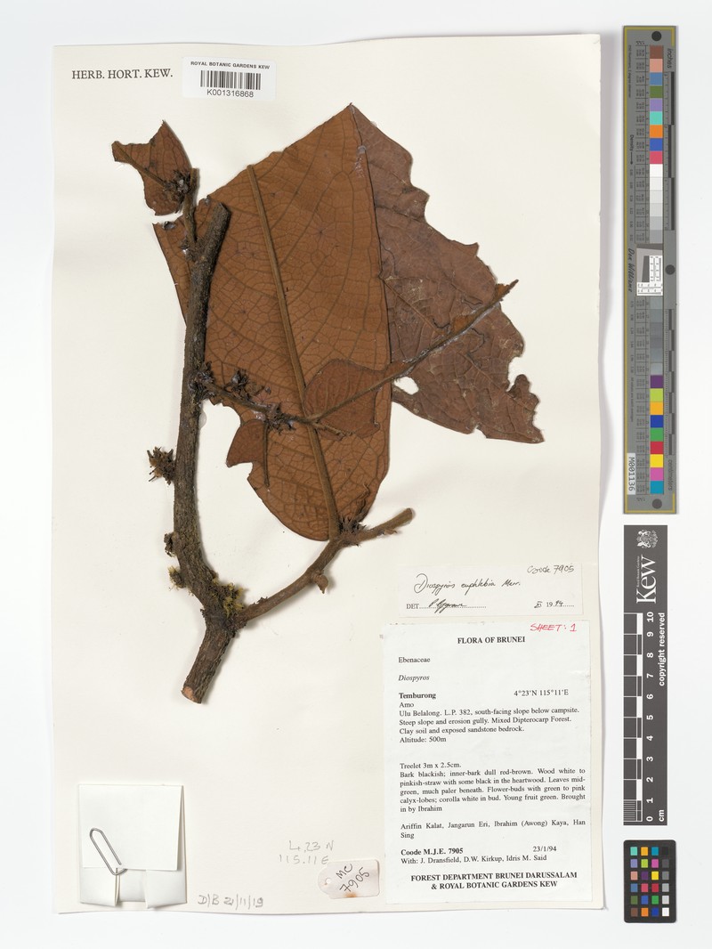 Diospyros euphlehia photo 3