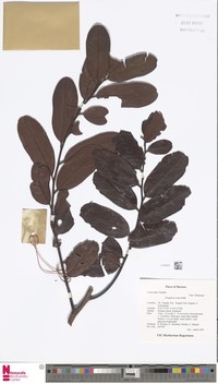 Diospyros evena