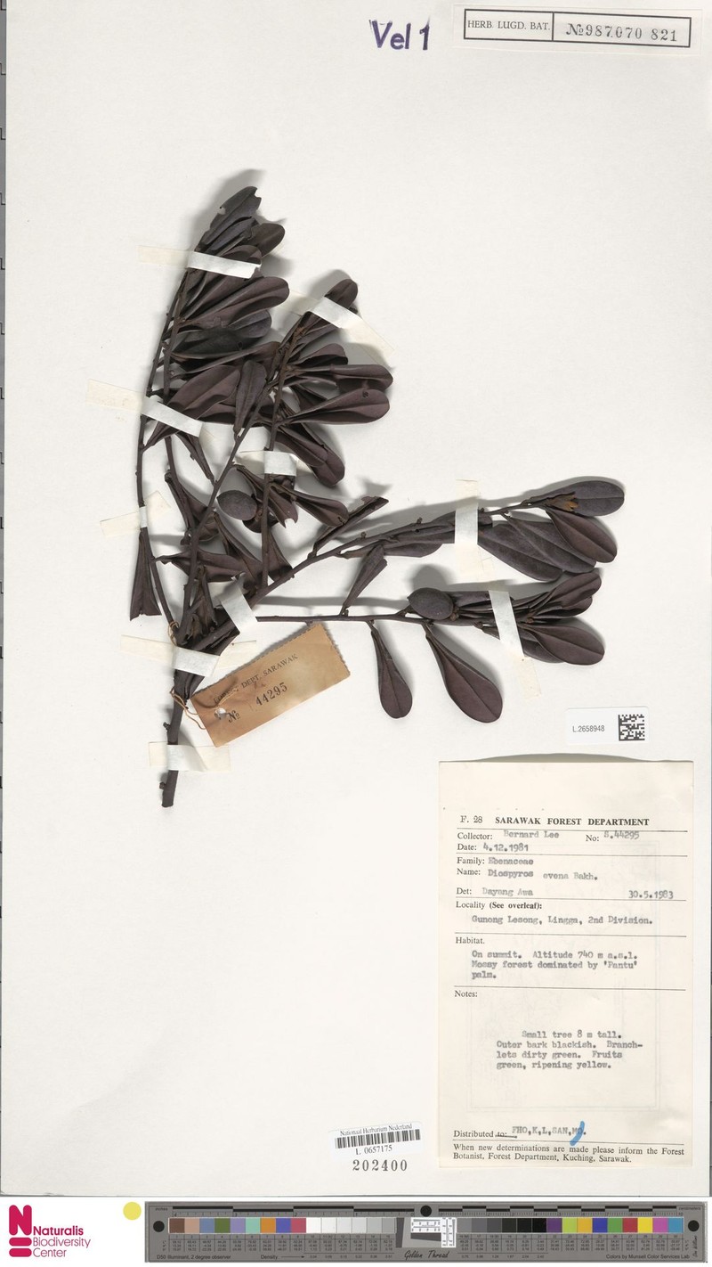 Diospyros evena photo 2