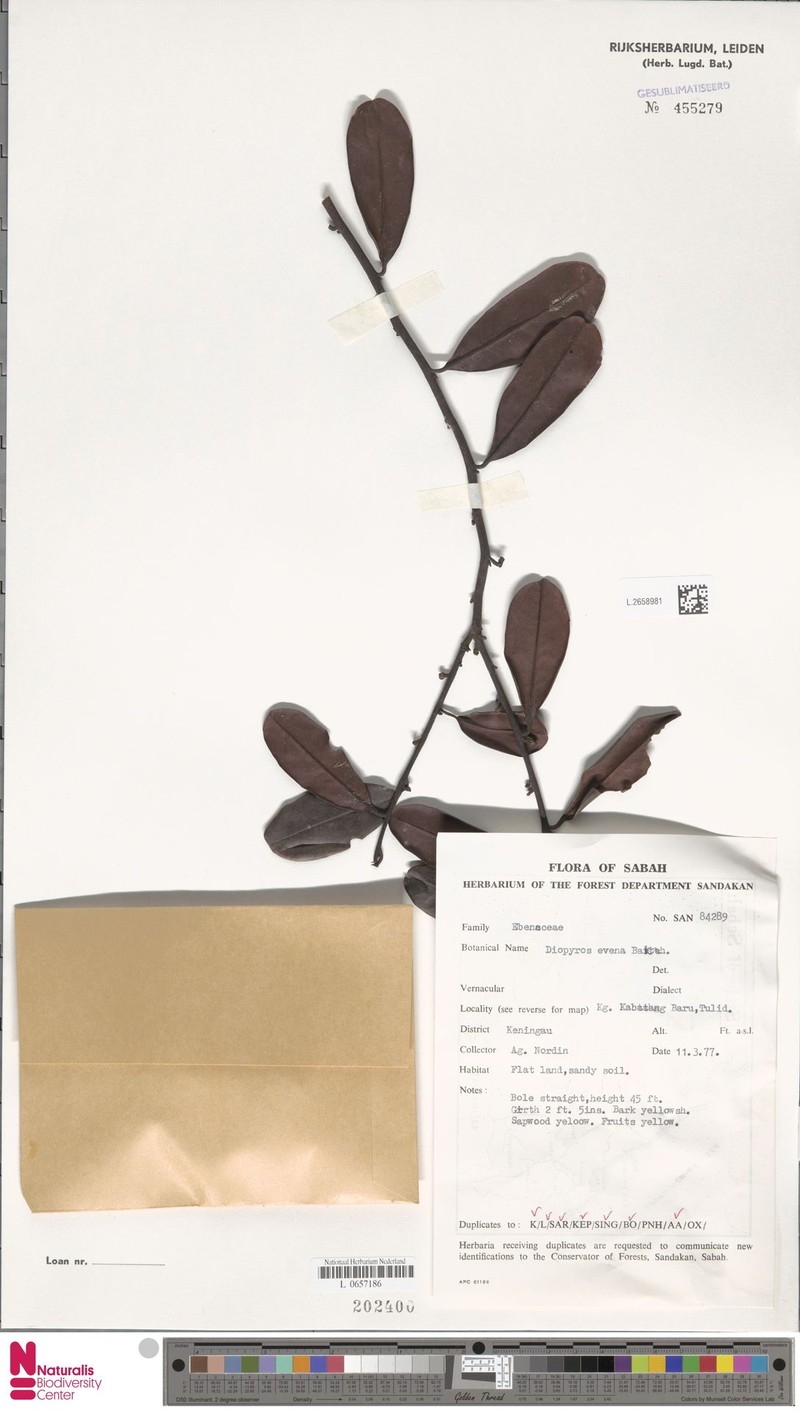 Diospyros evena photo 4