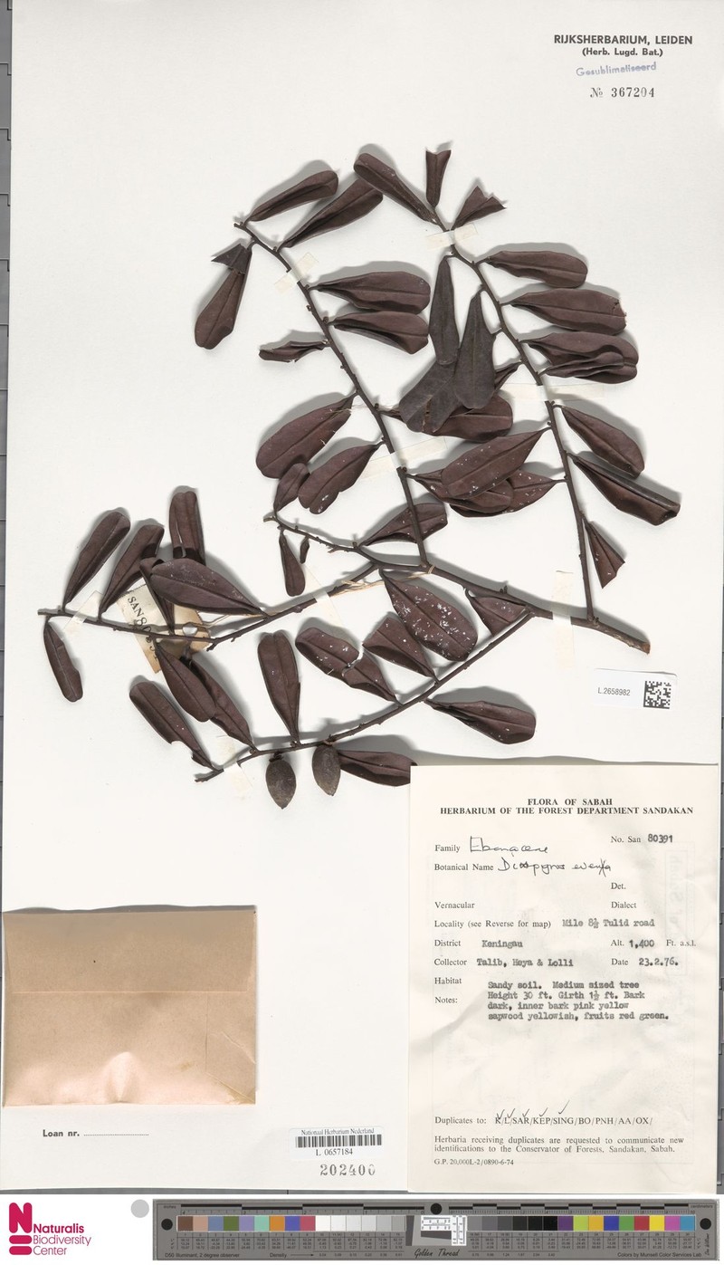 Diospyros evena photo 5