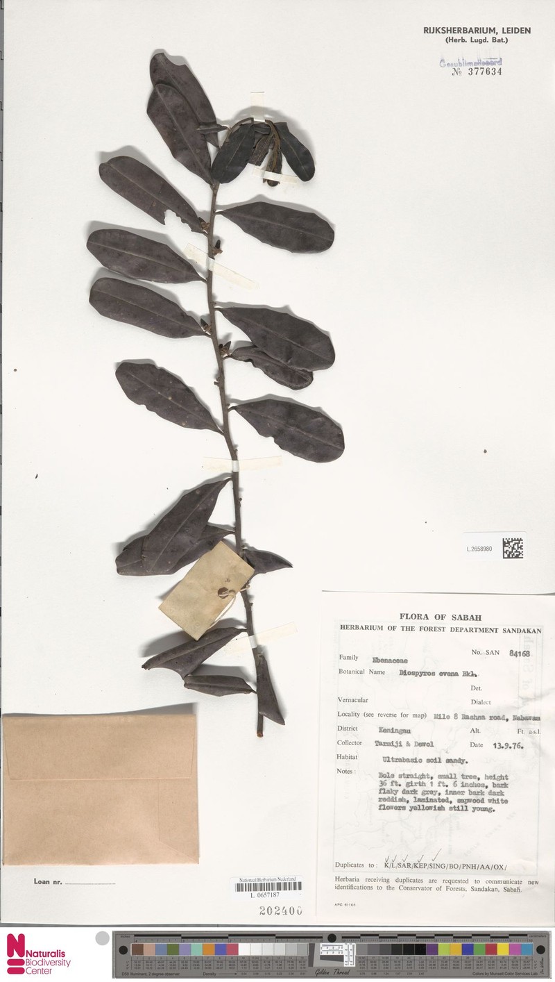 Diospyros evena photo 6