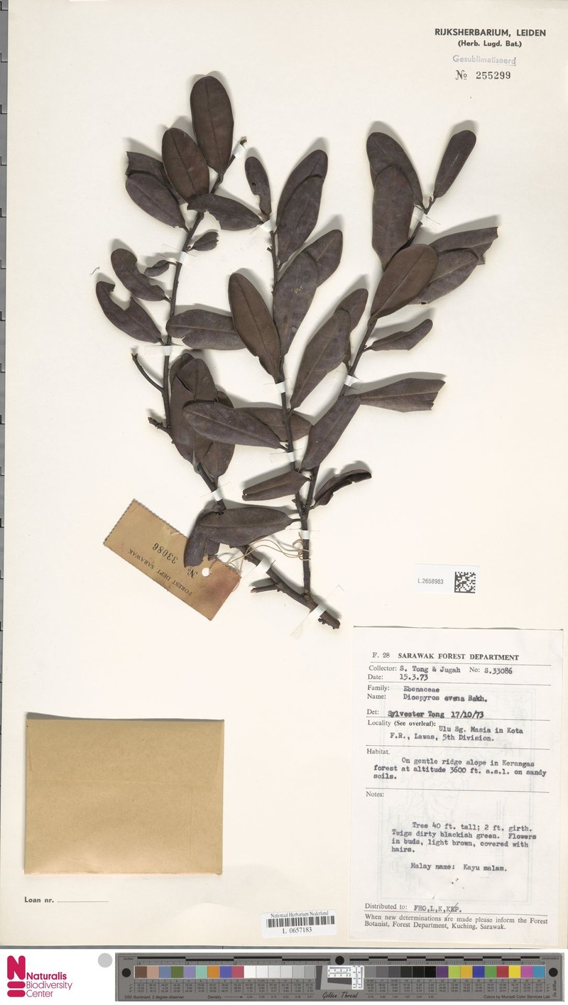 Diospyros evena photo 7