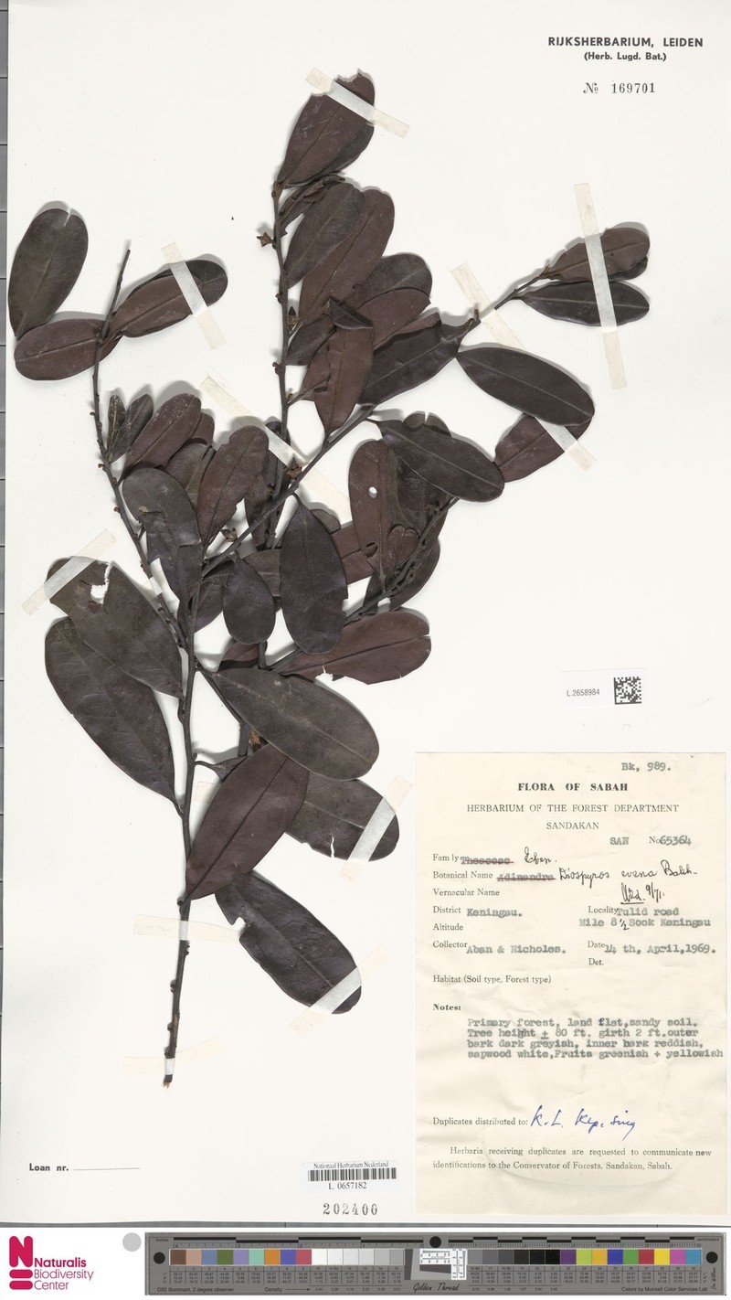 Diospyros evena photo 8