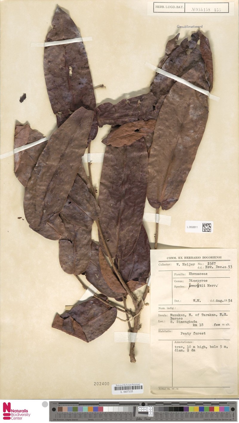 Diospyros everettii