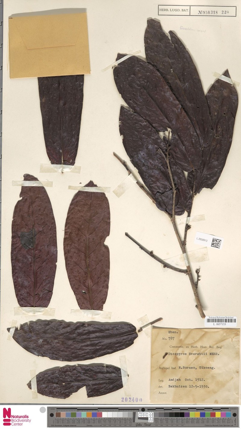 Diospyros everettii photo 3