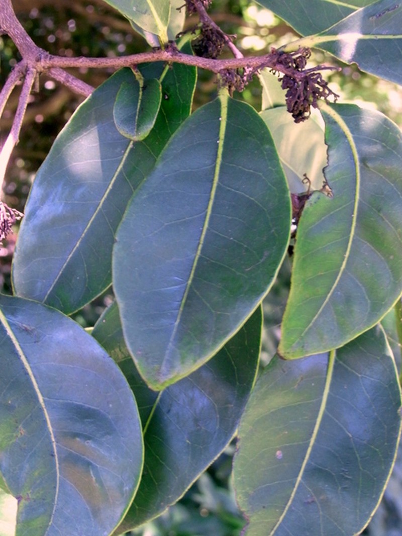 Diospyros fasciculosa