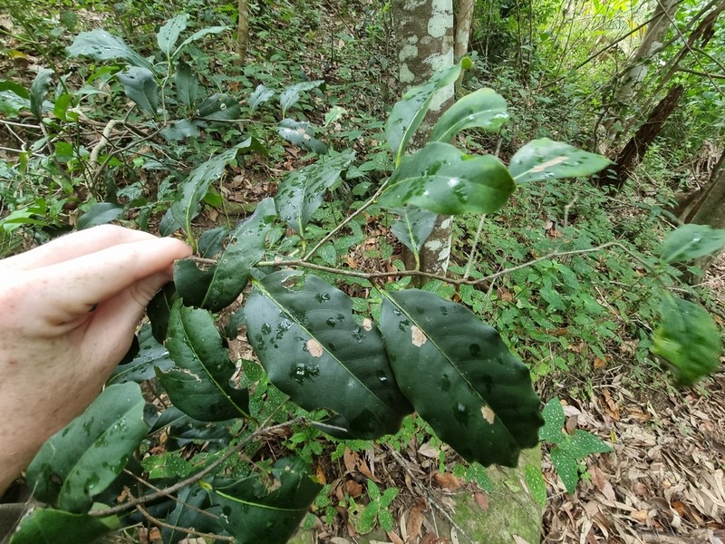 Diospyros fasciculosa photo 2