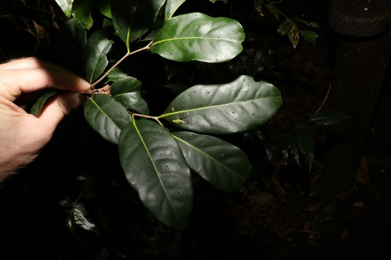 Diospyros fasciculosa photo 3