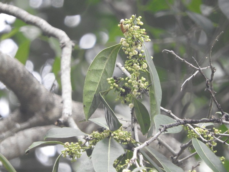 Diospyros fasciculosa photo 4