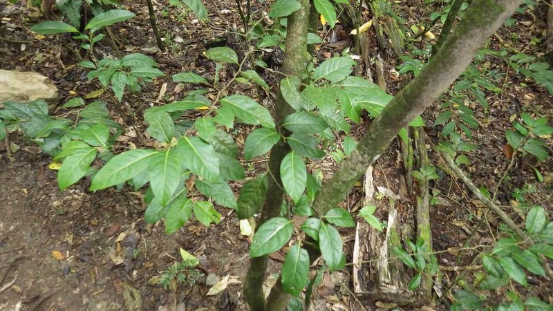 Diospyros fasciculosa photo 5