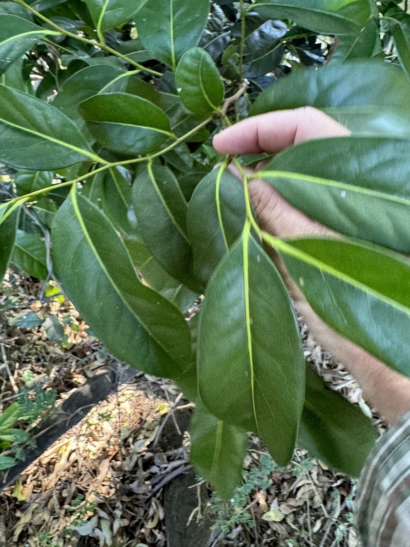 Diospyros fasciculosa photo 6