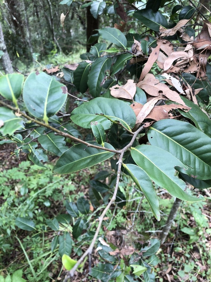 Diospyros fasciculosa photo 7