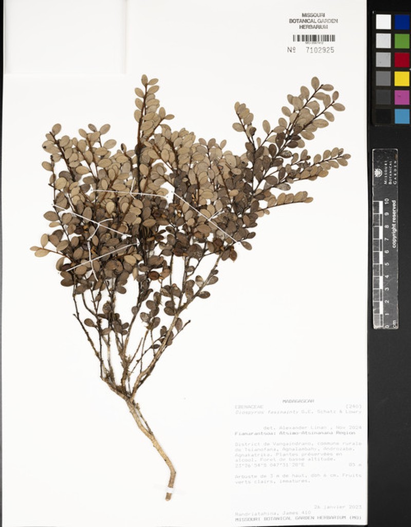 Diospyros fasimainty