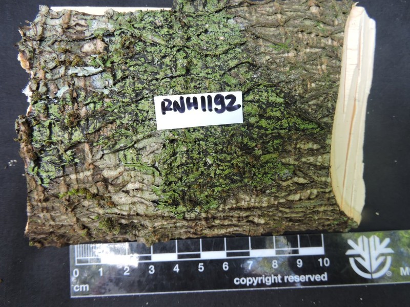 Diospyros fasimainty photo 2