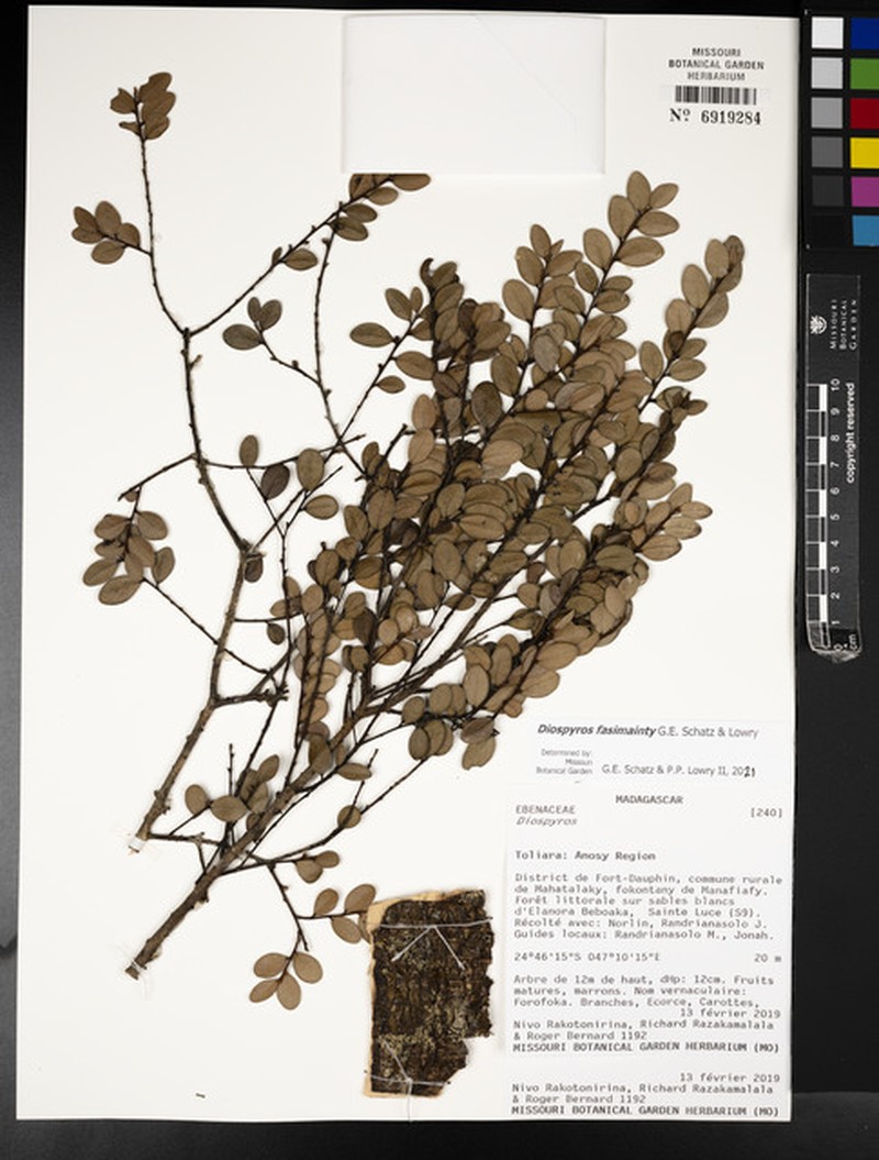 Diospyros fasimainty photo 3