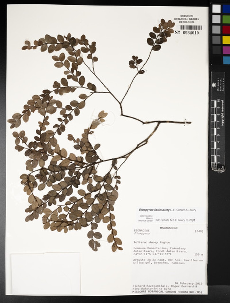 Diospyros fasimainty photo 4