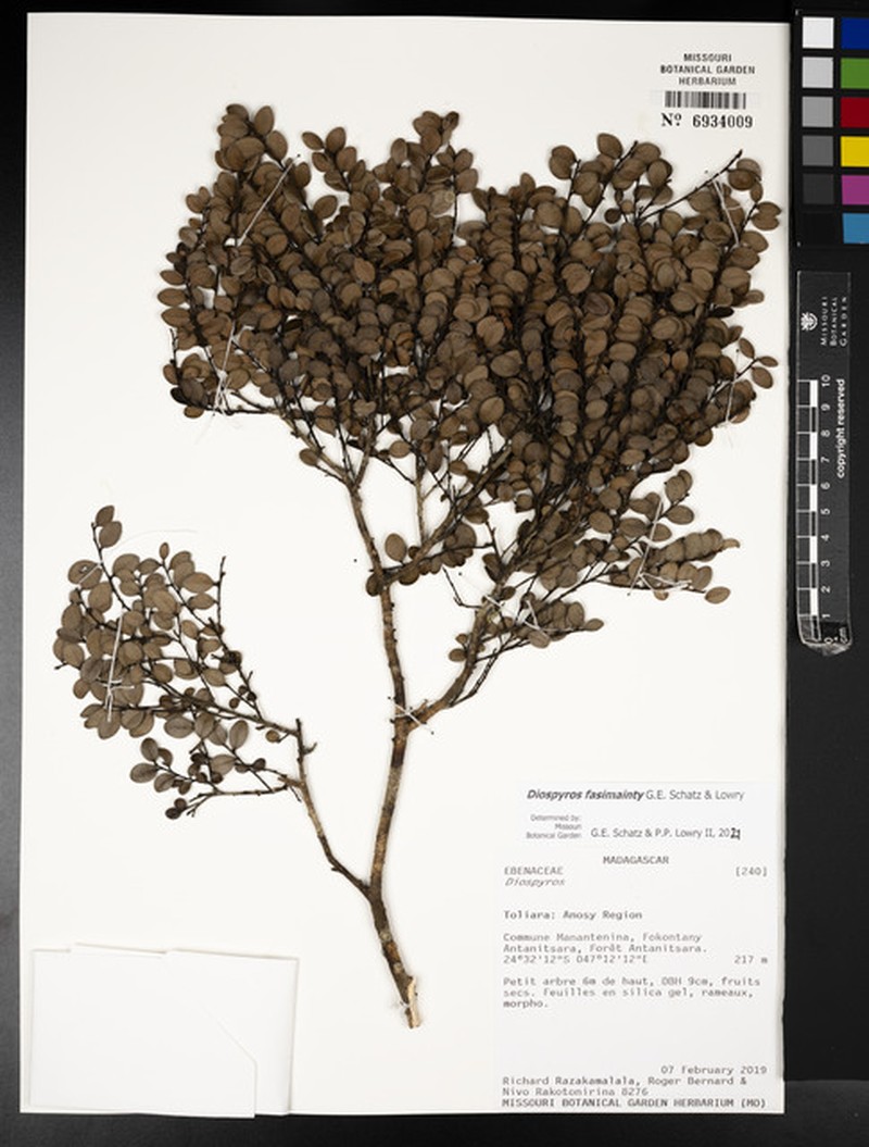 Diospyros fasimainty photo 5
