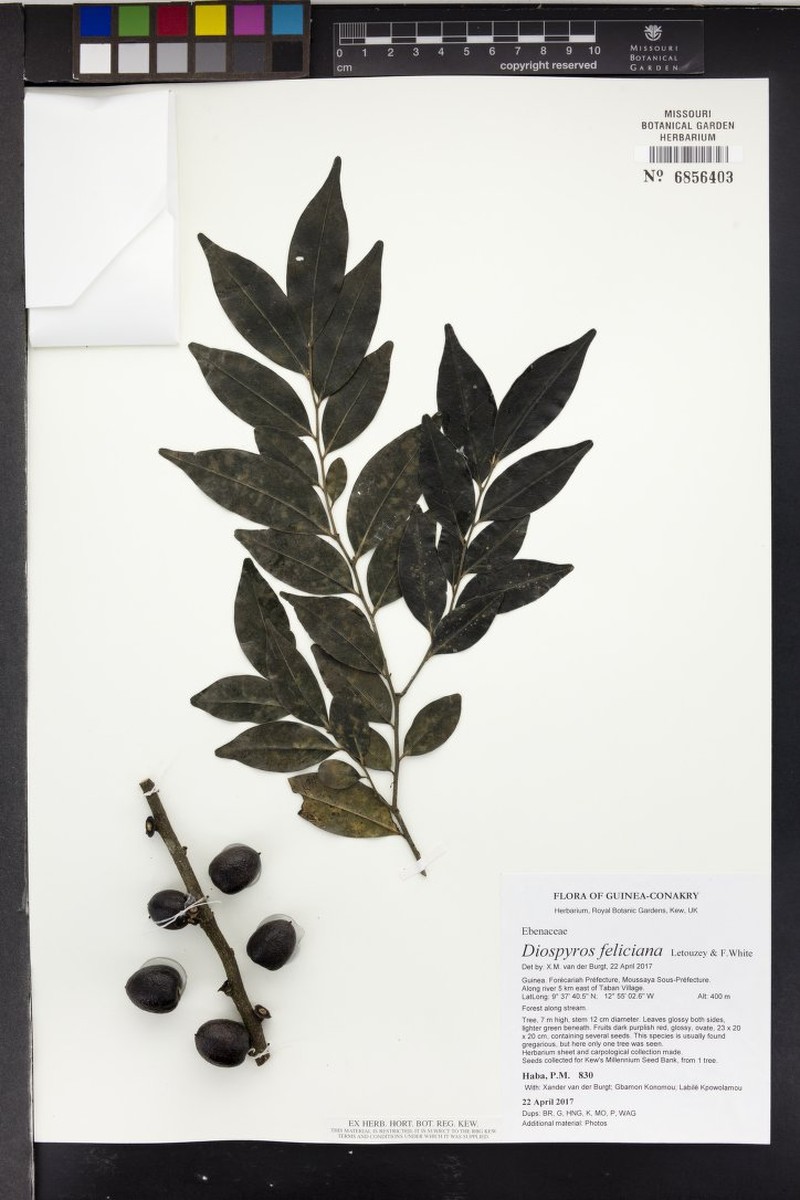 Diospyros feliciana