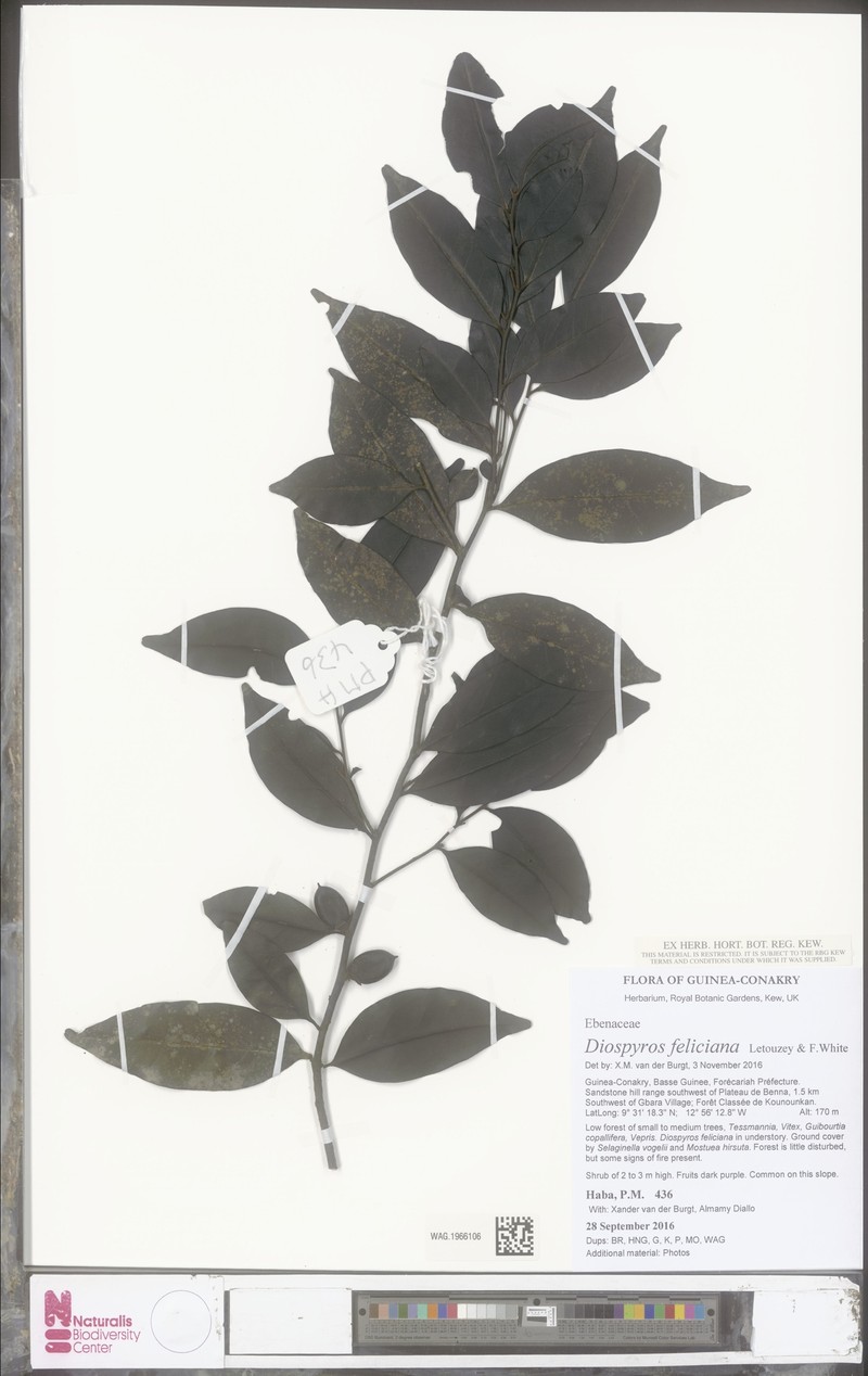 Diospyros feliciana photo 2