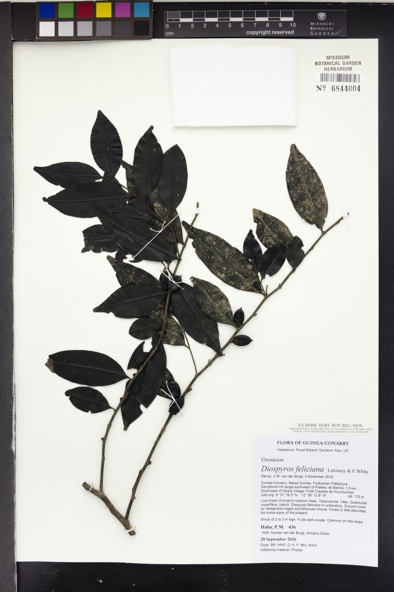 Diospyros feliciana photo 3