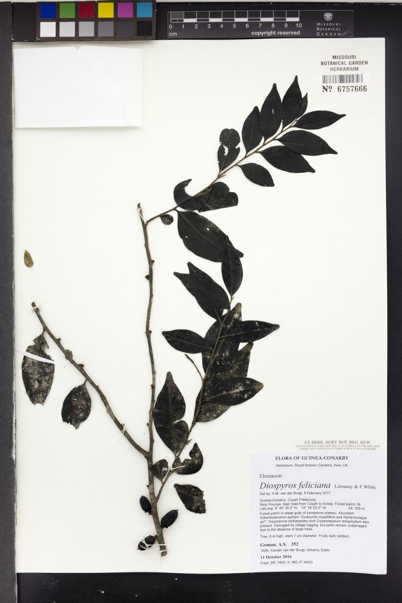 Diospyros feliciana photo 4